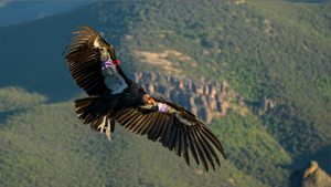 Wingspan-1_300x169