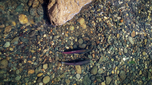Yuba-Salmon-10.2023-M.Wier_300x169